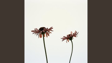 When Our Paths Cross Again