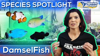 Species Spotlight | DamselFish (and Other Types of Pomicentridae)
