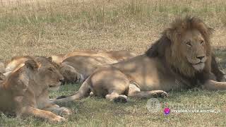 Tanzania's Lake Manyara Tree-Climbing Lions: Africa's Arboreal Predators