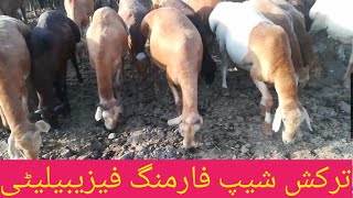 Turkish sheep farming in Pakistan|turkey dumba farming|sheep farming feasibility|sheep farming tips