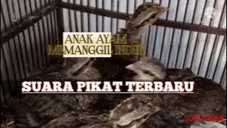 SUARA ANAK AYAM HUTAN MEMANGGIL INDUK//AYAM HUTAN SUMATRA 2022