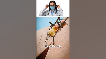 Army Ant Stitches – Nature’s Living Sutures! 🐜😳 | 3D Medical Animation #shorts #science  #3d #bio