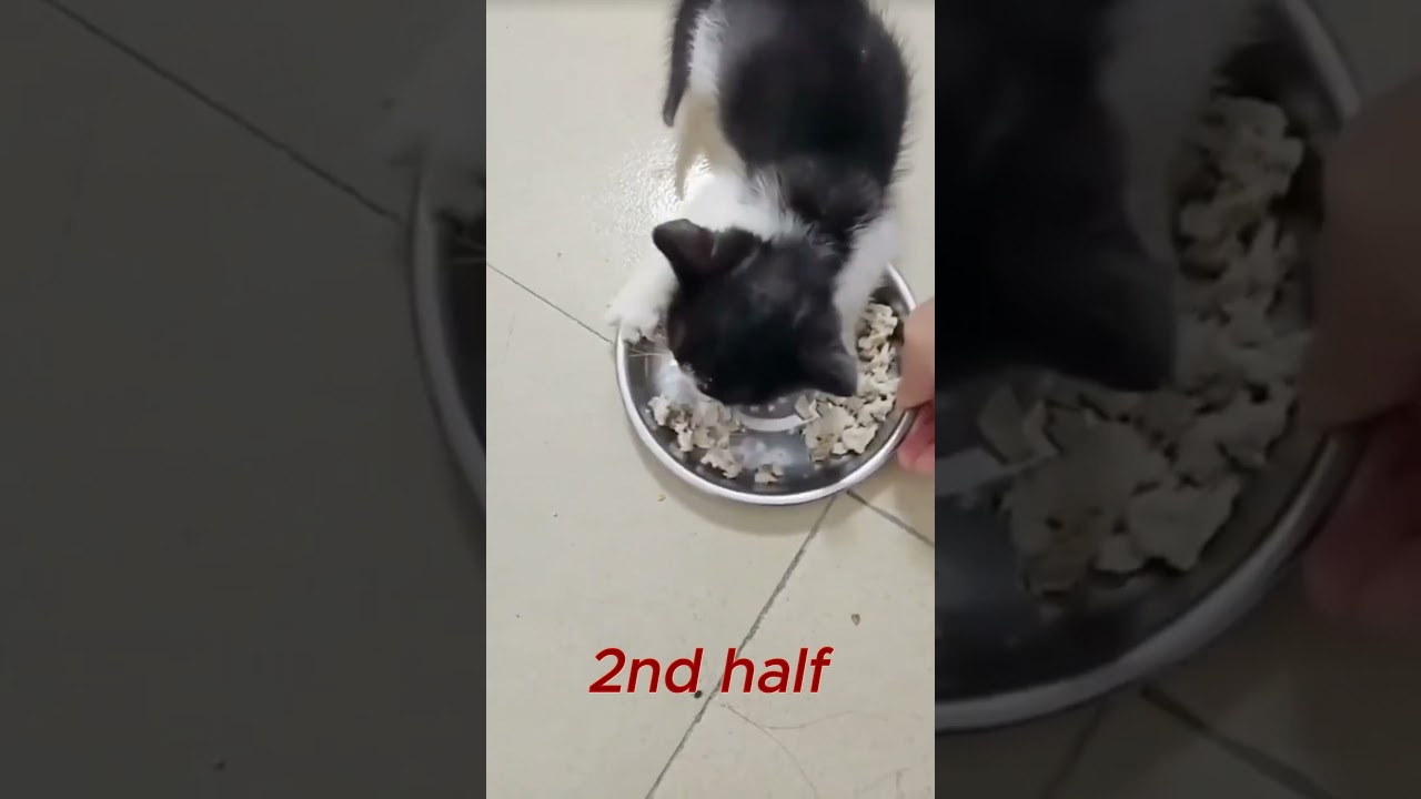 Whisker Fails and Fluffy Cuteness Overload! 🐾😹