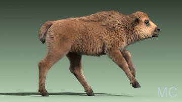 Bison Baby Run Cycle Animation