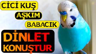 Muhabbet Kuşu Konuşan Boncuk-Cici kuş -Aşkım- Babacık