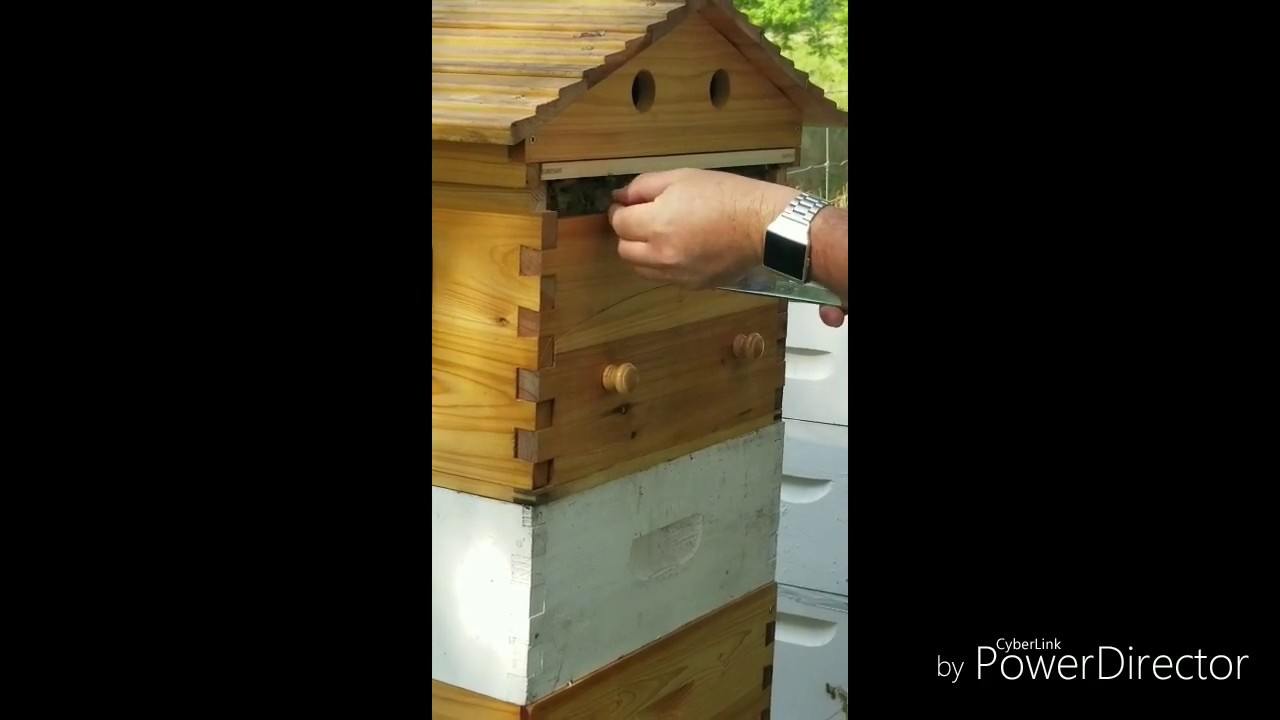 Our first Flow Hive honey harvest.