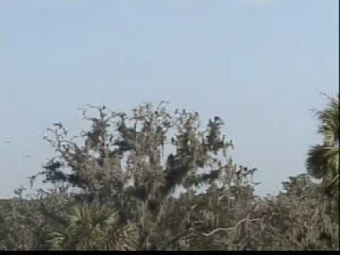 Swallow-tailed Kite roost in Florida 30 Jul 2005 
