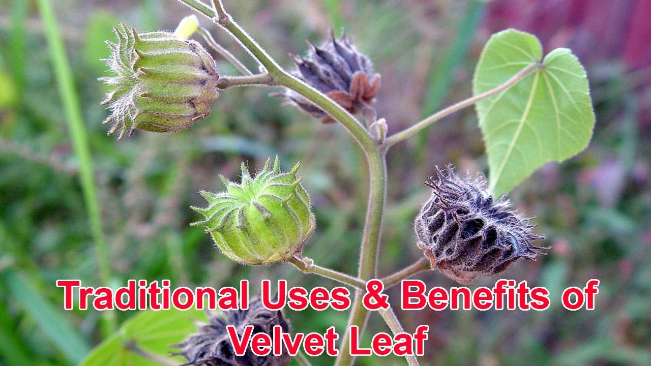 Traditional Uses and Benefits of Velvet Leaf YouTube