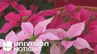 De colores, así son las flores mexicanas de Nochebuena