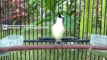 Suara Burung Ini Cocok Untuk Isian TLEDEKAN &  SRDC - Masteran Remetuk Laut Gacor Nyuling Panjang