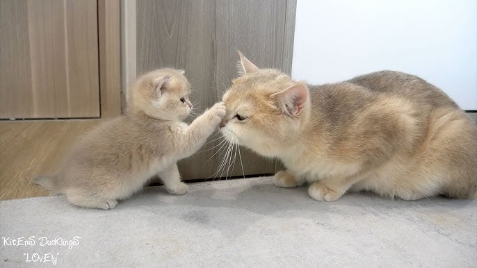 hewwo :3 would u like give me a boop? . . . . . . . . #catstagram #cat  #bbymisogrey #britishshorthair #britishshorthairkitten #kittenlove…