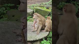 LUNA With her small baby very cute ON stone #cute #nature #funny #wildlife #monkey #shorts