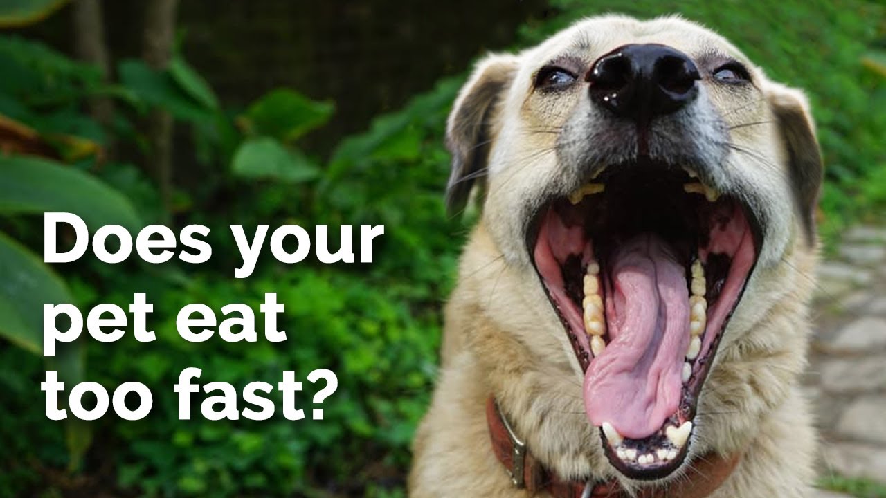 How to stop a dog from eating too fast? Dog eating habits Dog