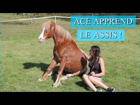 Vidéo: Comment Apprendre à Un Cheval à S'asseoir