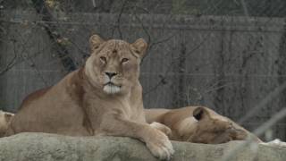 zoo ZAGREB