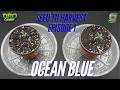 Starting a new Seed to Harvest Series! Ocean Blue | Square One Genetics | Episode 1