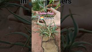 Spider Plant bulb propagation #indoorplants #green #flowers #terracegardenindia #garden