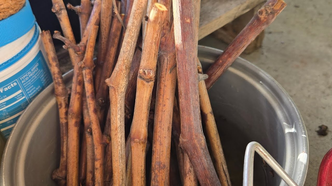 Rooting Grape Cuttings ការកាត់ផ្សាំដើមទំពាំងបាយជូរ