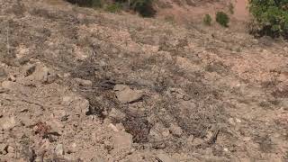 Revitalising the montado 7 – nature and people in contradiction - once more destructive Limpeza
