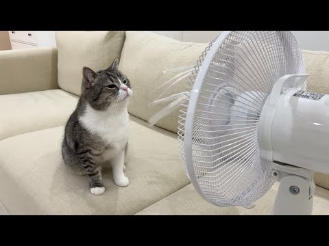 夏バテ中の猫に扇風機をあげたら反応がかわいすぎましたw