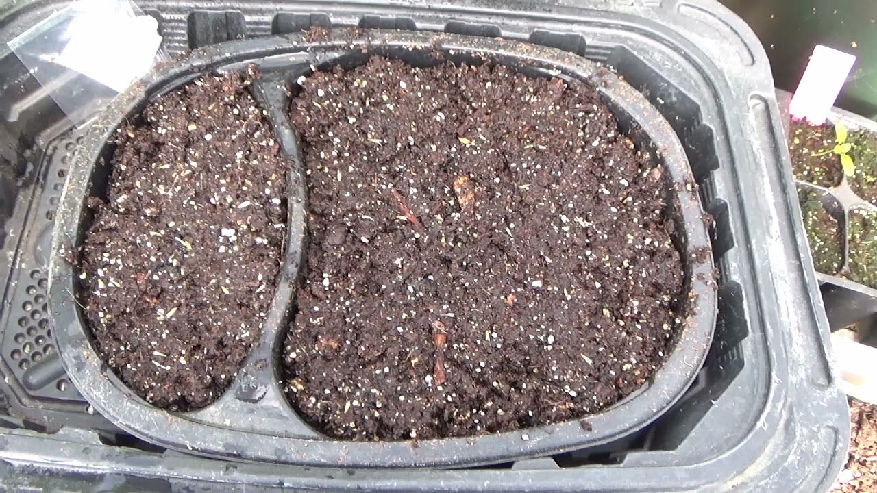 How To Start Xeranthemum From Seed And Seedlings Update YouTube