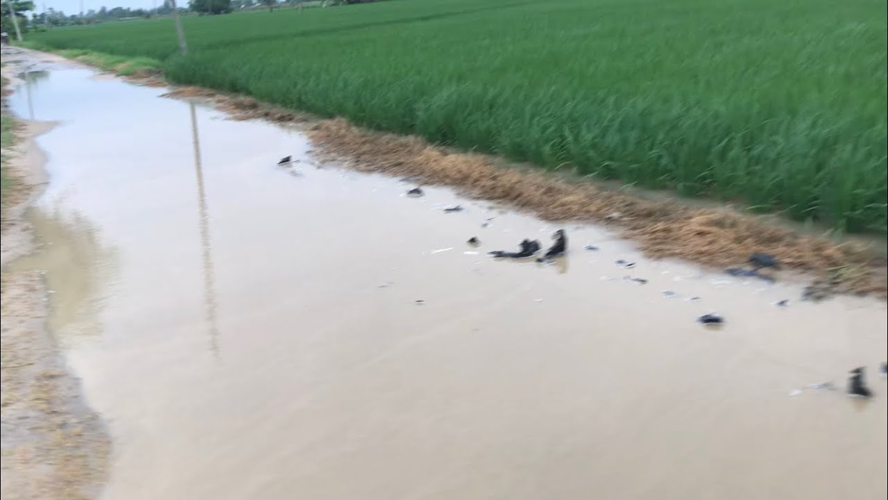 ਕੈਪਟਨ ਸਰਕਾਰ ਨੇ ਭੇਜੀਆਂ ਕਿਸਤੀਆਂ Punjabi Farmer Punjabi Vlogger