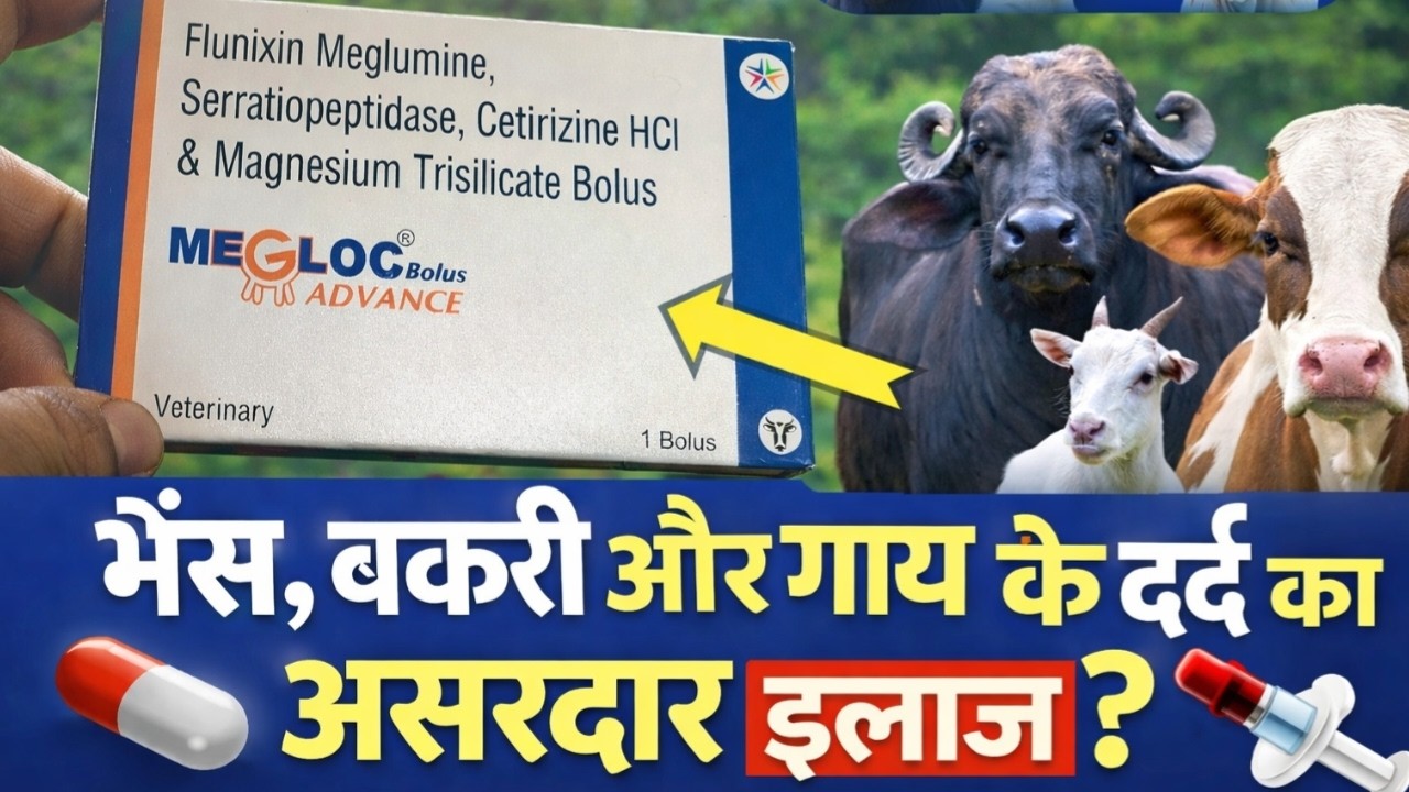 MEGLOC Advance Bolus Review 💊 | गाय, भैंस और बकरी के लिए कितना असरदार ...