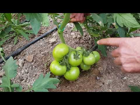 Video: Hazar Pembesi Bilgisi - Hazar Pembesi Domatesinin Nasıl Yetiştirileceğini Öğrenin