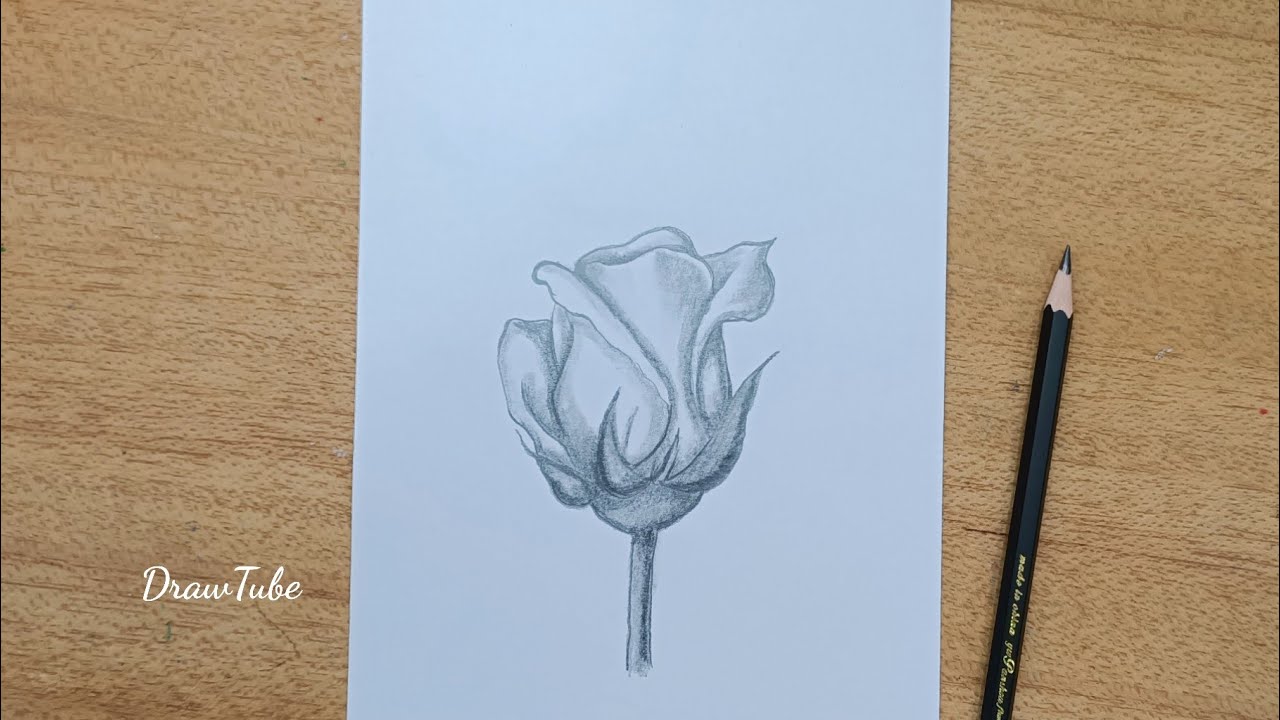 How To Draw A Rose step-by-step Slow Drawing Tutorial For Beginners ...