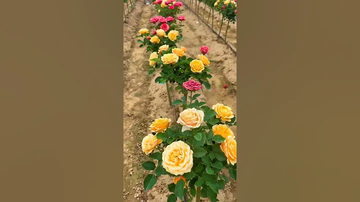 Rose Farming #satisfying #shortsvideo - DayDayNews
