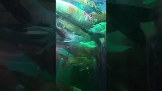 Aquarium fish