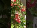6 Low Care, High Fragrance Plants