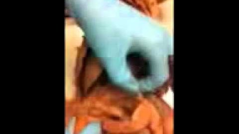 Cat Disection: Major organs Part 1