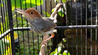Prenjak Betina Gacor NARUNG Joss..!! bikin Emosi Prenjak jantan manapun ikut Gacor