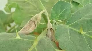 Eggplant Phytoplasma Witches' Broom Disease