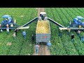 Cashew Processing plant &amp; Growing and Harvesting Grapes in the Volcanic Land