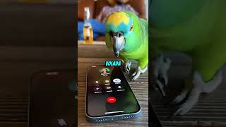 Este loro es un loquillo 😂😂 #parrot #shorts
