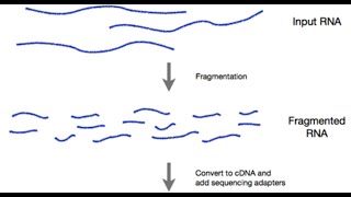 The Concepts of Mean Fragment Length and Effective Length in RNA Sequencing
