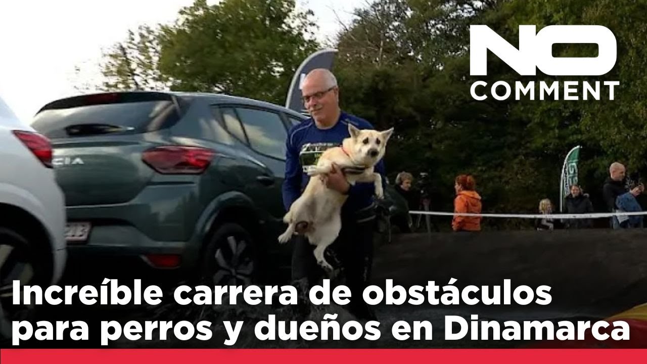 NO COMMENT: Increíble carrera de obstáculos para perros y dueños en ...