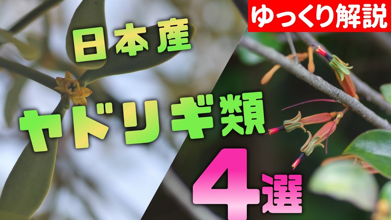 植物解説】日本のヤドリギ4選【ゆっくり解説】 - YouTube