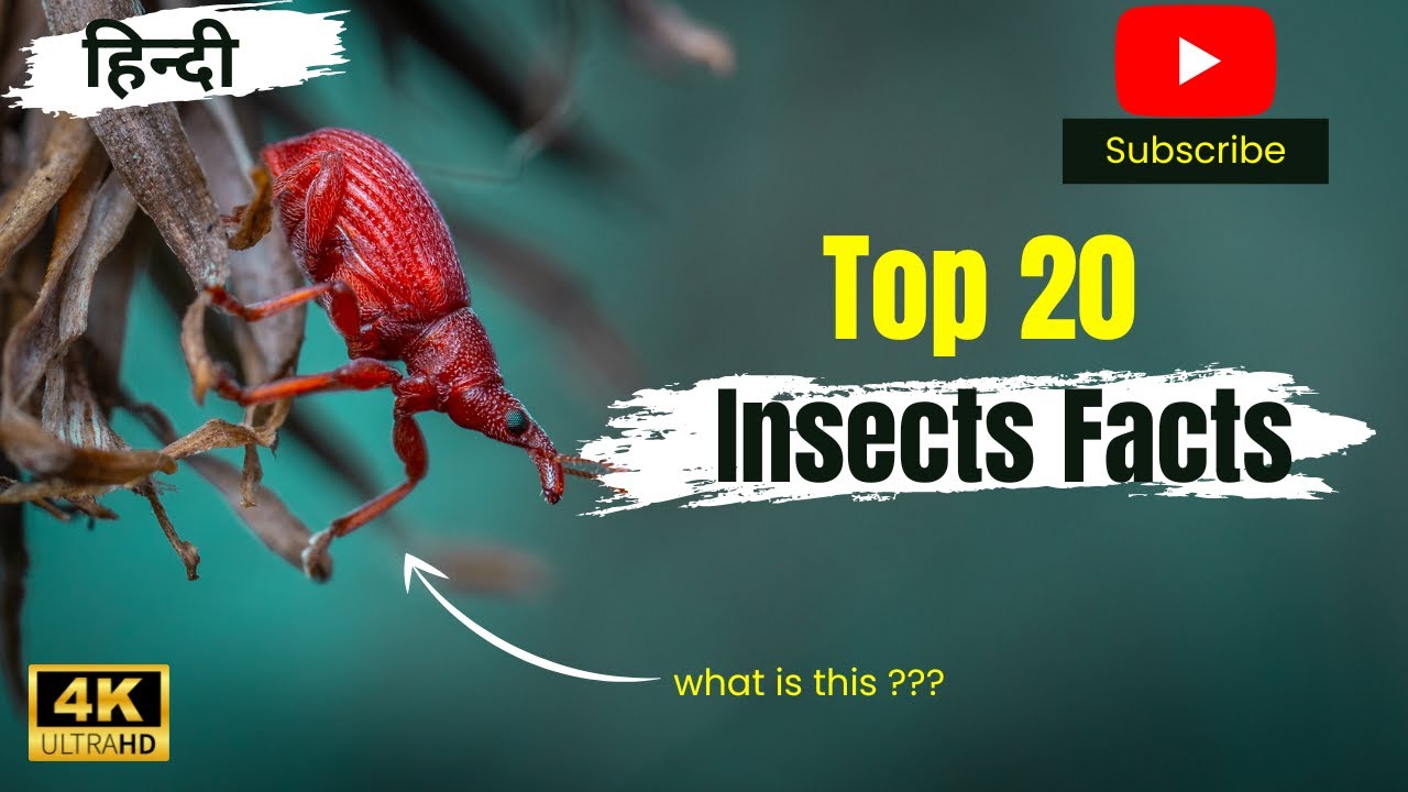 Intubi Insect दुनिया के 20 सबसे टॉप इंसेक्ट फैक्ट in hindi || Top insect fact in ...