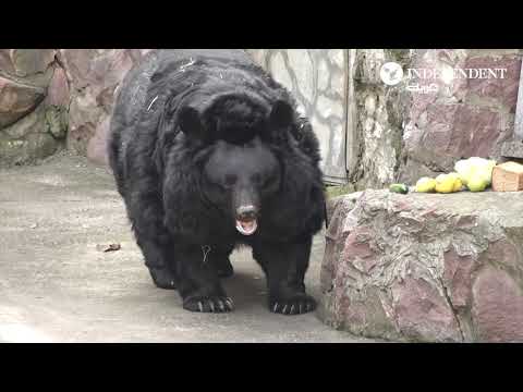 عودة الدببة من سبات الشتاء