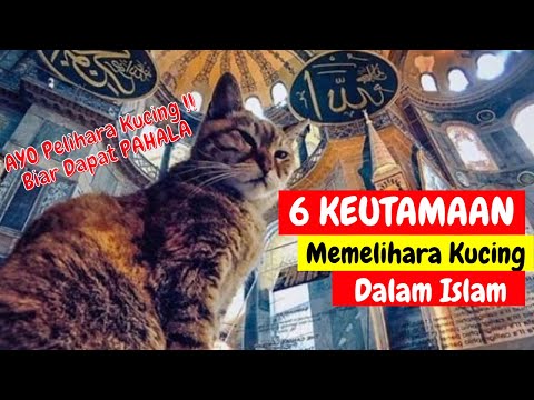 6 KEISTIMEWAAN KUCING DALAM ISLAM | DAPATKAN PAHALA MEMELIHARA KUCING DARI ALLAH !! AMIN