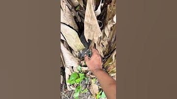 Dapat ayam cantik banget sembunyi di bawah pohon pisang 😳👆 #shorts #ayam #hutan #viral