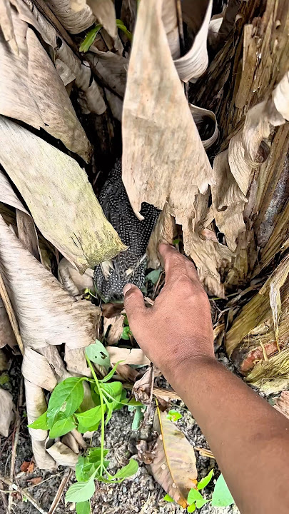 Dapat ayam cantik banget sembunyi di bawah pohon pisang 😳👆 #shorts #ayam #hutan #viral
