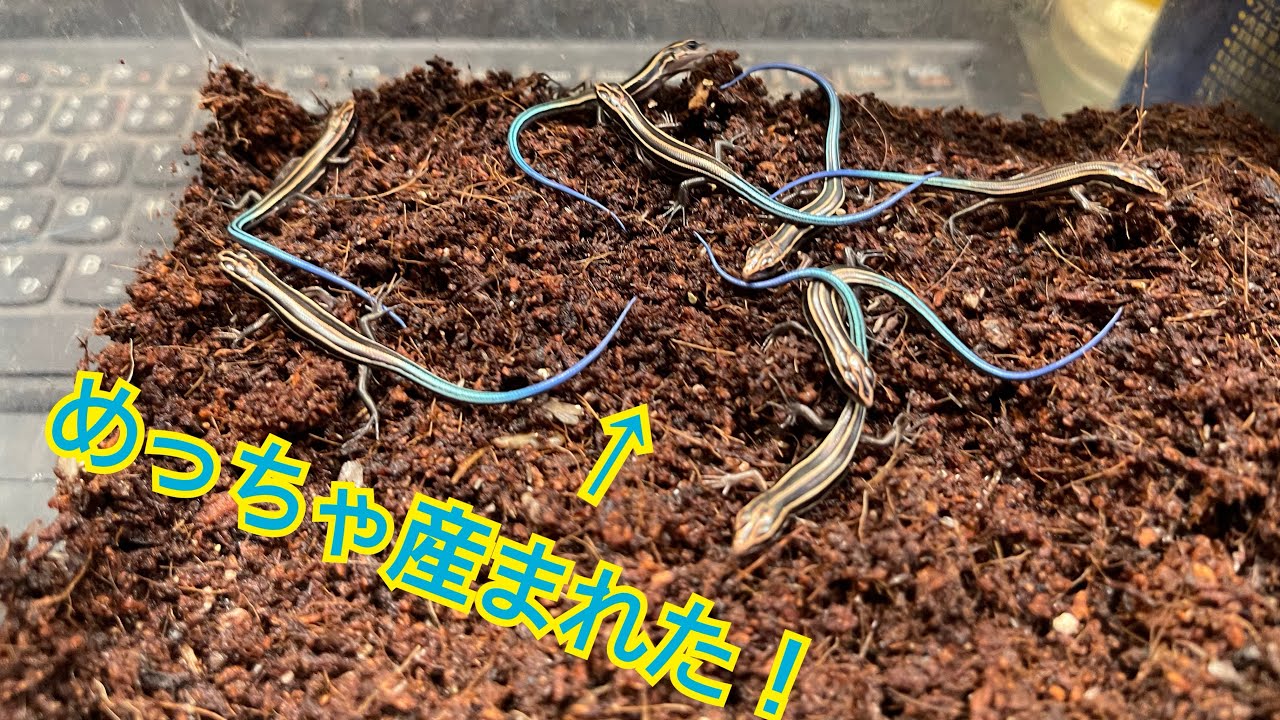 今年初！産まれてきました！春に捕まえたニホントカゲが勝手に繁殖した結果！！