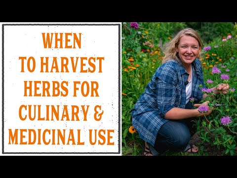 WHEN & HOW TO HARVEST HERBS FOR MEDICINAL