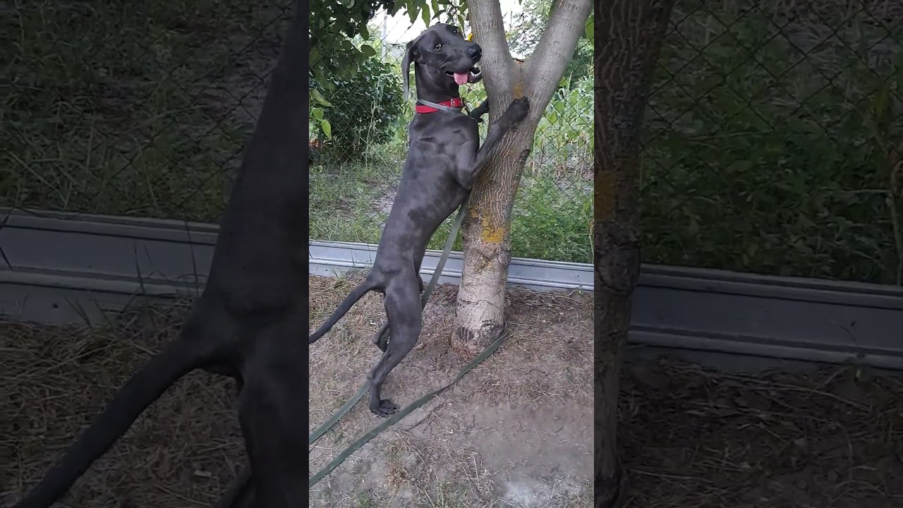 Weimaraner dog training