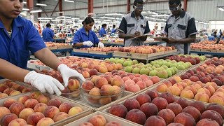 Famous Inside a Modern Peach Factory 🍑 – From Peaches to Bottled Juice (Full Process 4k) Profile