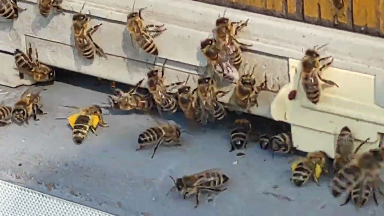 Pszczoły Krzyśka - kolejny dzień zasuwają .